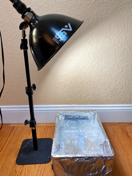 A lamp next to a box with two cups inside. Inside the cups are several test tubes. The light from the lamp shines onto the test tubes. 