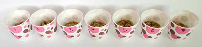 Seven paper cups filled with soil