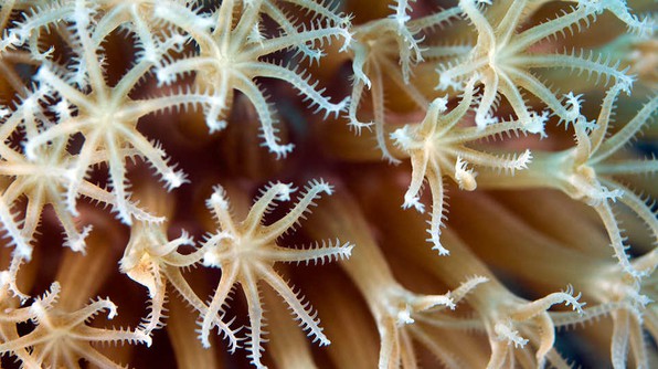 close-up of Coral Polyps