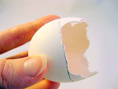 An eggshell with the top half removed