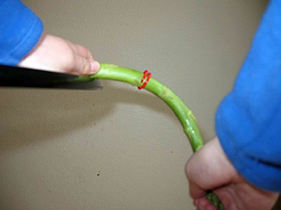 A stalk of asparagus with a band near the base is held at the base and bent downward from the tip