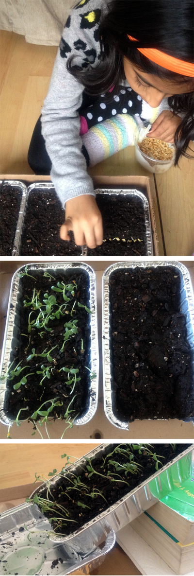 Planting a Solution to Soil Erosion