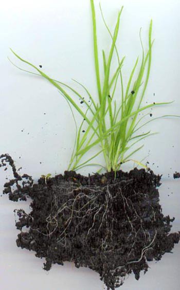 Clumps of dirt stick to the roots of grass that has been pulled from the ground