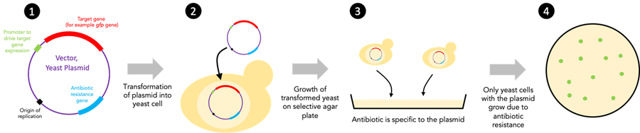A schematic diagram showing steps of a molecular cloning procedure.