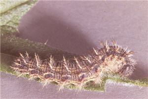 Photo of a spiked caterpillar on a leaf