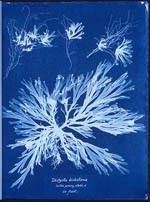 Sample sunprint from Anna Atkins.