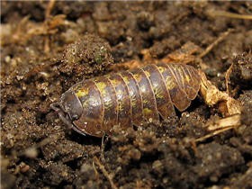 Photo of a pillbug