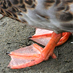 A duck foot for a project looking at the adaptation of duck feet