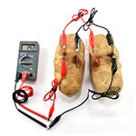 Two potatoes as part of a circuit for the Veggie Power project