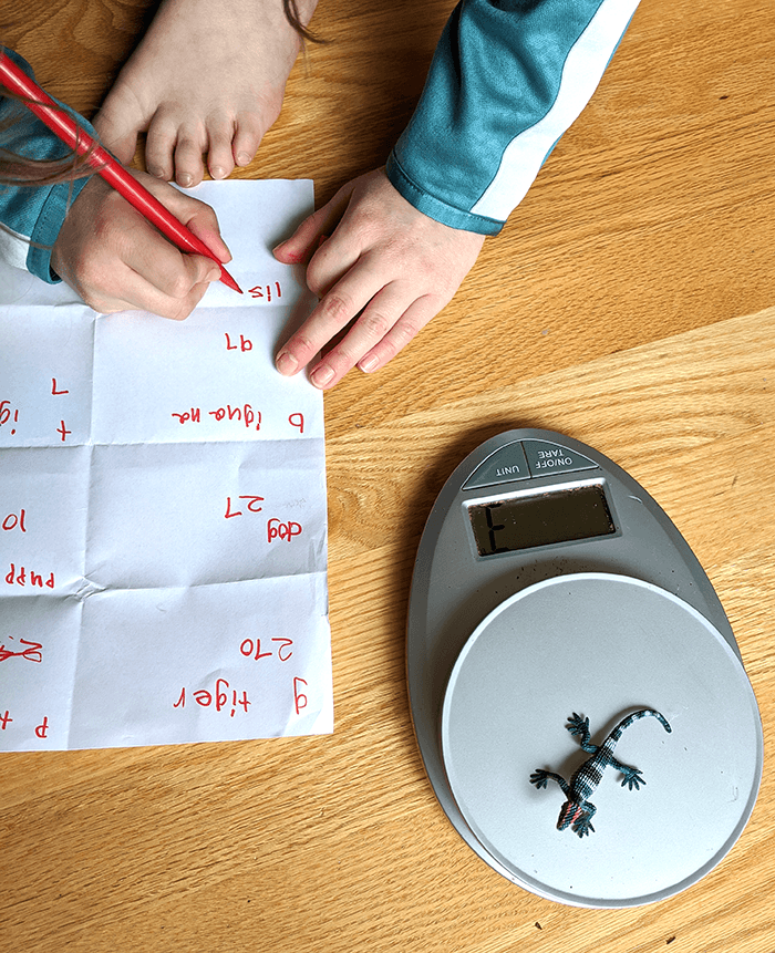 Student weighing a toy animal figurine in preparation for the parachute activity