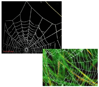 Two photos of different spiderwebs