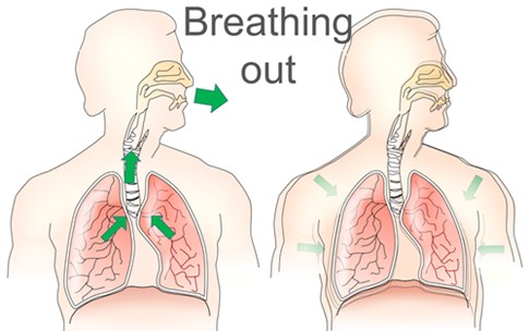 When we breathe out, air flows from the lungs through the airways to mouth or nose causing the lungs to collapse. 