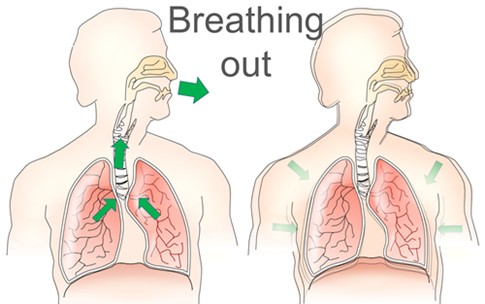 When we breathe out, air flows from the lungs through the airways to mouth or nose causing the lungs to collapse. 