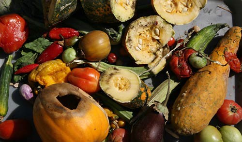 Photo of decaying fruits and vegetables