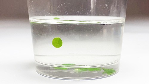 Cup filled with a solution and leaf disks on the bottom. One leaf disk is floating to the surface.