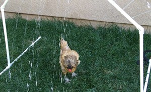 A sprinkler toy with a chicken walking under it.