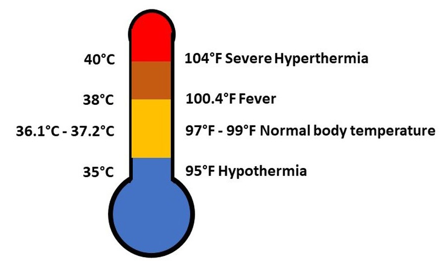 What is normal body temperature for humans stem activity