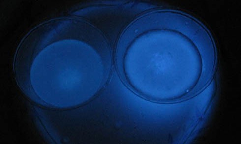 Liquid from two plastic cups produce a blue glow in a dark room 