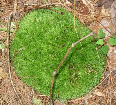 A small circular patch of green moss