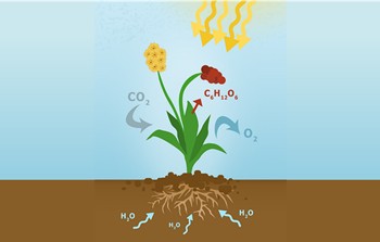 A schematic drawing of a plant showing all the plant parts above and underground. In the soil, arrows labeled H2O point to the plant roots. Yellow arrows coming from the top indicate sunlight shining onto the plant. An arrow labeled CO2 is pointing toward the plant leaves. An arrow labeled O2 and another arrow labeled C6H12O6 are pointing away from the plant leaves. 