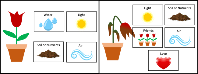 Drawn diagrams show plants need water, light, soil of nutrients and air to survive