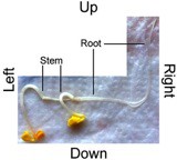 Two seedlings with a stem and root emerging and turning in different directions