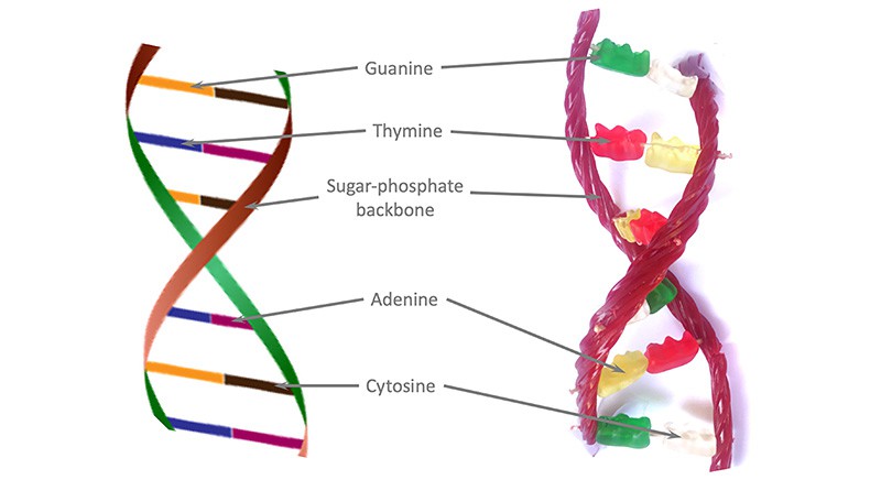 Diagram showing how candy DNA model matches up to real DNA sequence