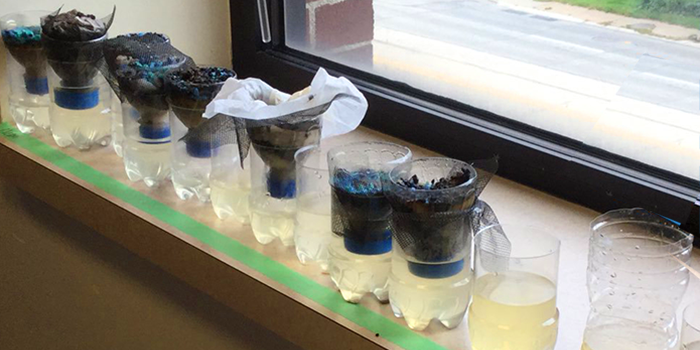 Eleven planters made from plastic bottles on a window sill