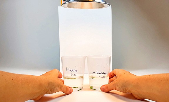 Two cups filled with a solution and leaf disks are placed under a lamp.