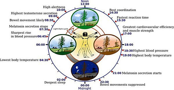 Diagram of a human figure at the center of a clock with bodily functions marked at specific points on the clock
