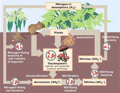 Diagram shows the nitrogen cycle within a garden