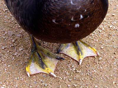 Two duck feet showing the webbing between toes