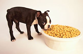 A dog eating from a very large bowl
