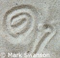 Photo of a spiral line in the sand made by an antlion