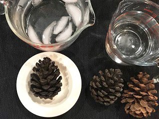 pinecone activity 