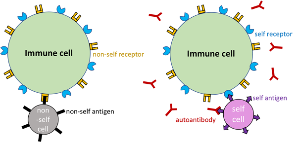 Side-by-side diagrams of immune cells comparing the self and non-self recognition mechanisms