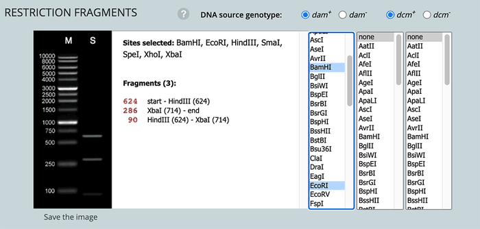 Screenshot of the 'Restriction Enzyme Selection'