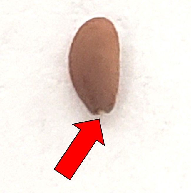 Side view of a cress seed. One end of the seed is rounded. The other end of the seed is narrower and slightly forked. This end has the micropyle. 