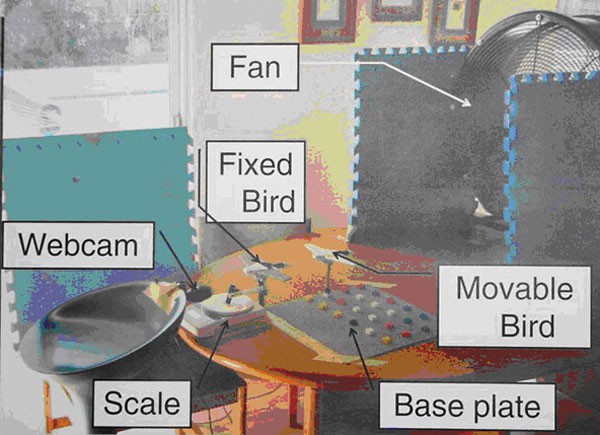 A webcam, scale and fan are used to measure the effects wind has on two model birds made of LEGOs