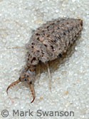 Photo of an antlion larva