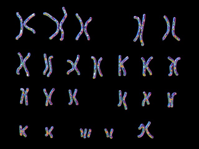 chromosomes