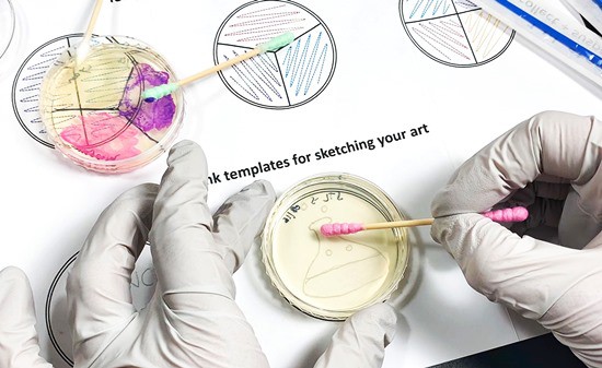  A person is using a sterile swab to make a bacteria painting on top of an agar plate. 