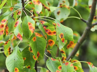 Fungus on the pear tree leaf (Gymnosporangium sabinae)(Birnengitterrost)