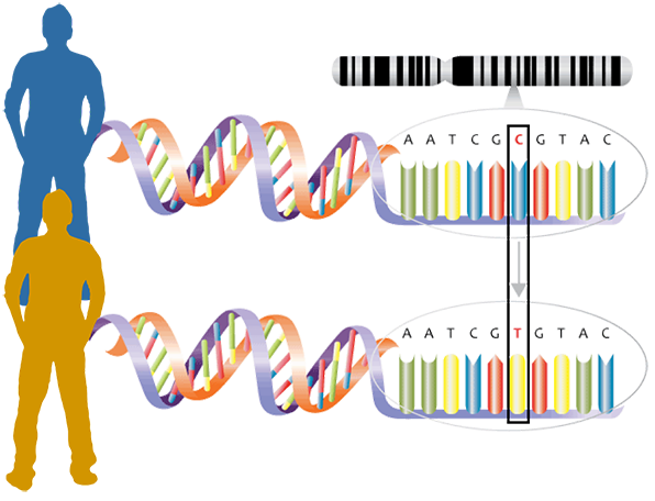 Diagram showing how genetic mutation appears when comparing DNA
