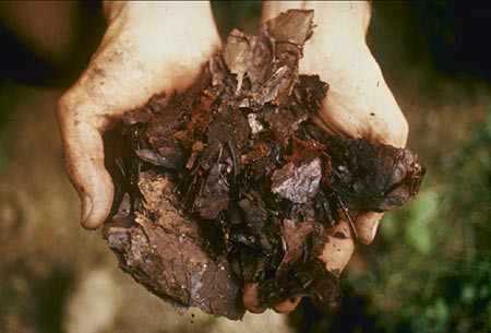 A handful of compost