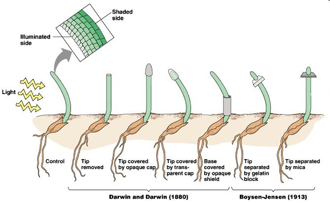 Diagram of plant stems growing towards the light received only at the tip of the plant stem