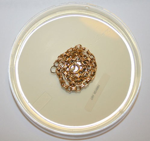 A gold chain is coiled in the center of an agar plate