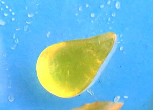 Yellow Jell-O in the shape of a tear drop