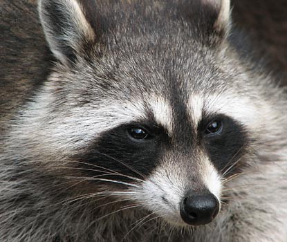 Close-up photo of the face of a raccoon