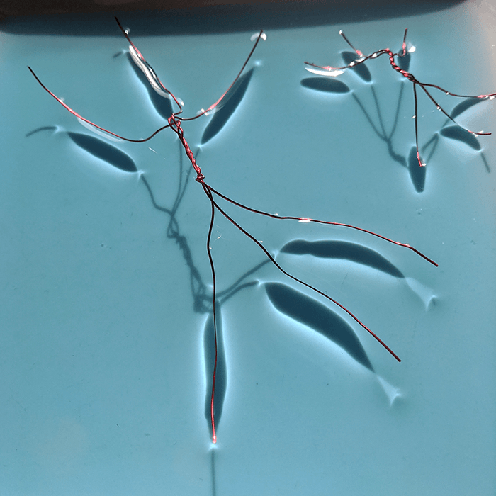 Two wire water striders, large and small, floating in colored water